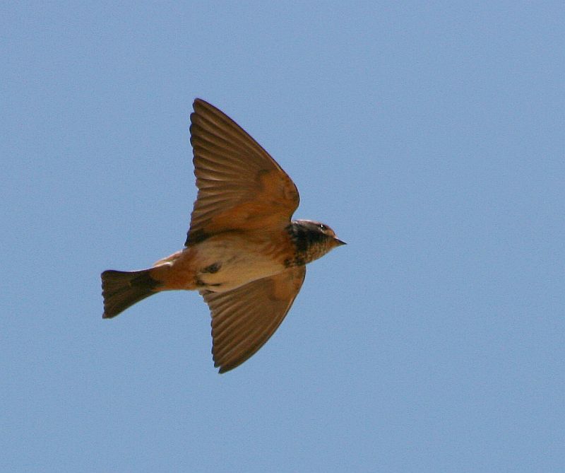 South African Cliff Swallow