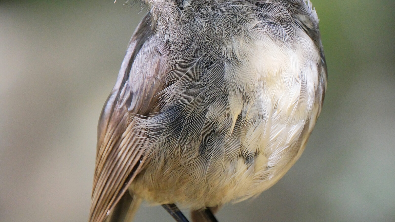 South Island Robin