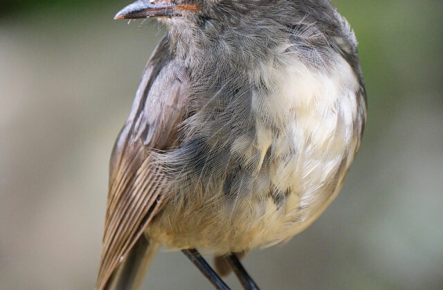 South Island Robin