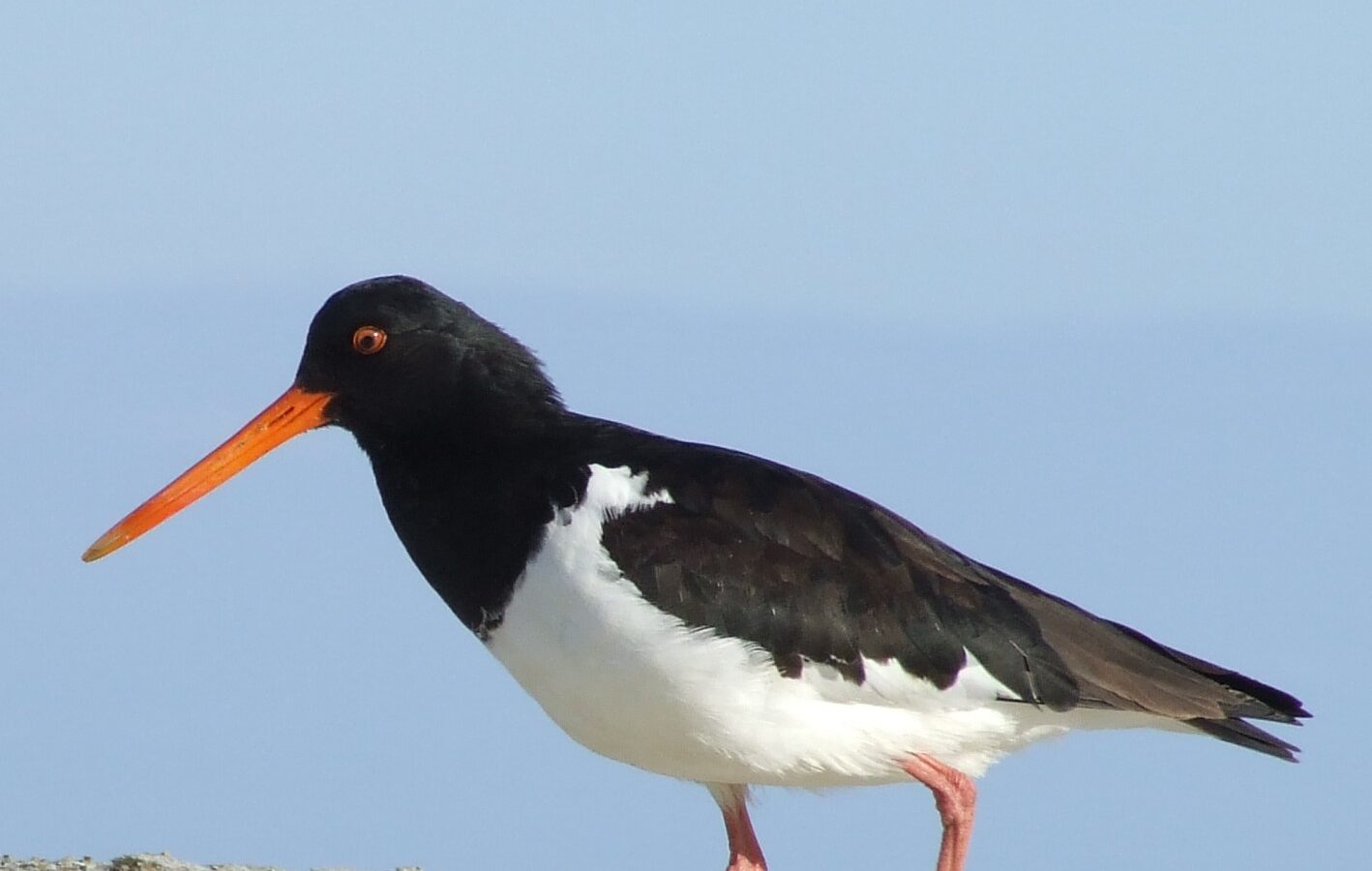 South Island Oystercatcher