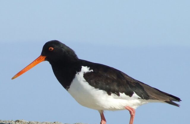 South Island Oystercatcher