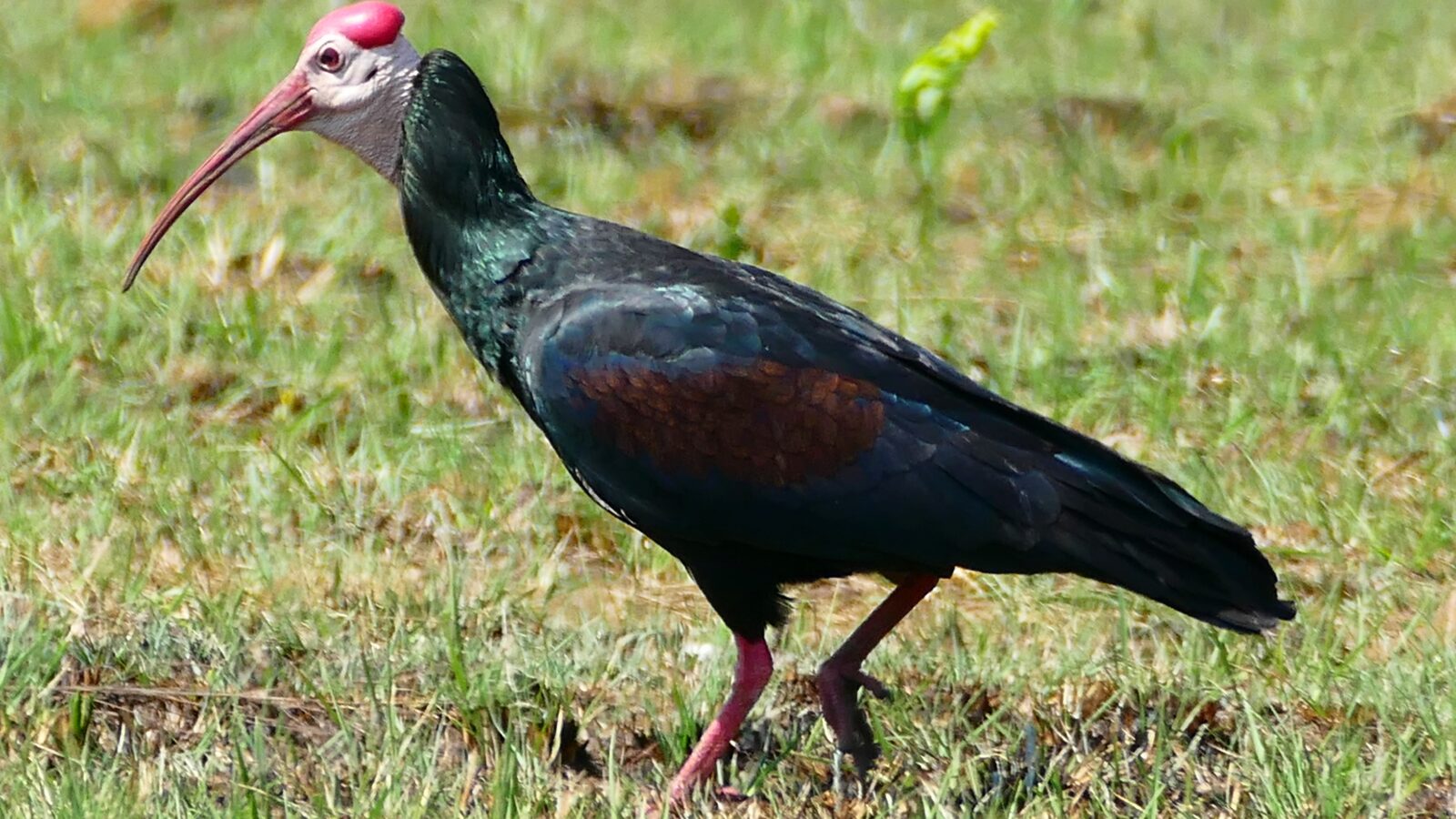 Southern Bald Ibis