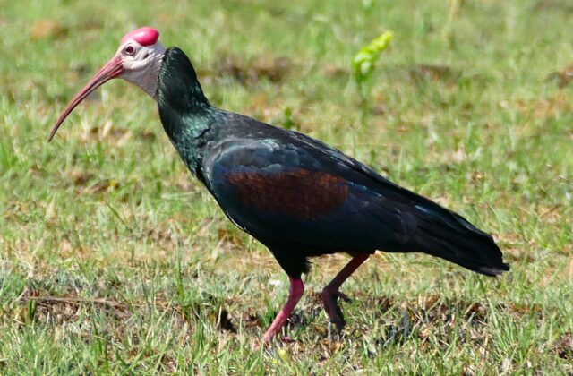 Southern Bald Ibis
