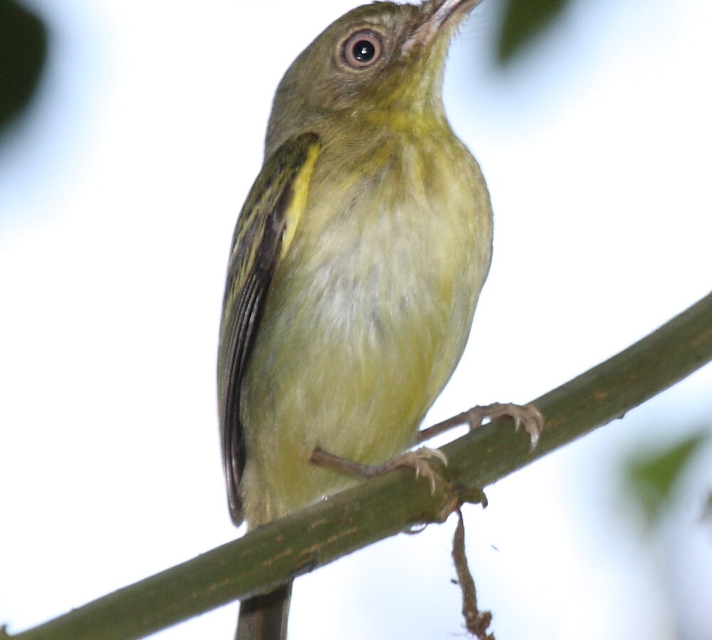 Southern Bentbill