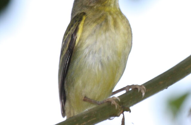 Southern Bentbill