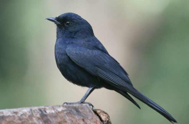 Southern Black Flycatcher