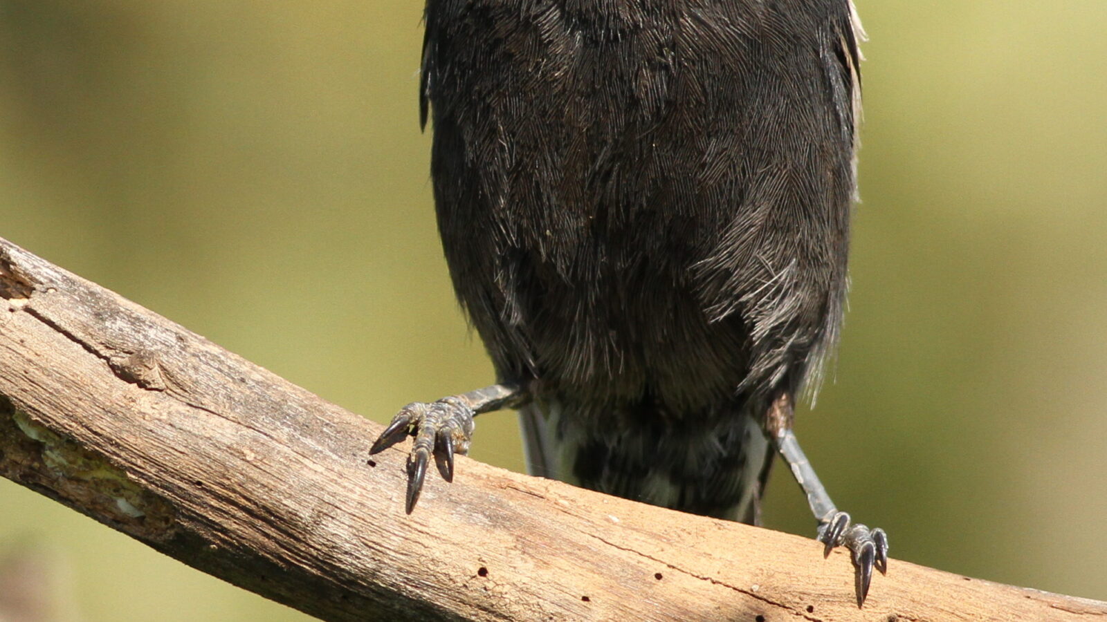 Southern Black Tit