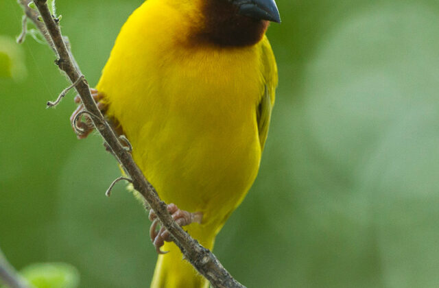 Southern Brown-throated Weaver