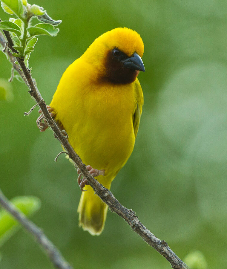 Southern Brown-throated Weaver