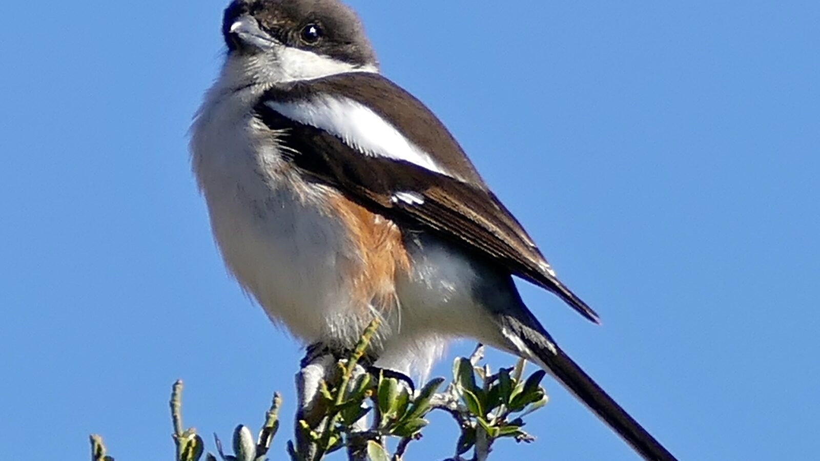 Southern Fiscal