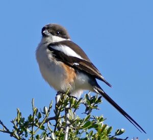Southern Fiscal
