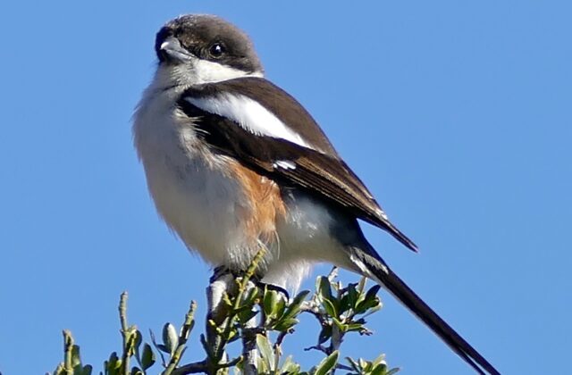 Southern Fiscal