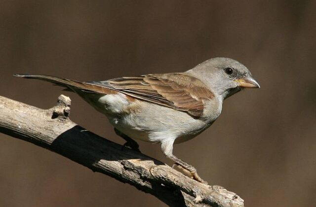 Southern Grey-headed Sparrow