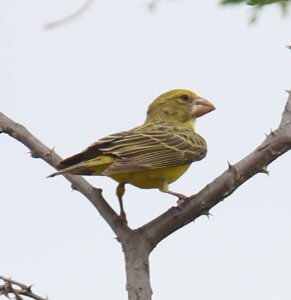Southern Grosbeak-Canary