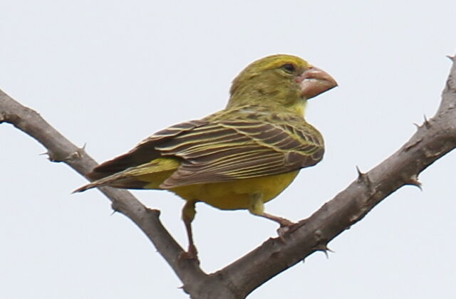 Southern Grosbeak-Canary