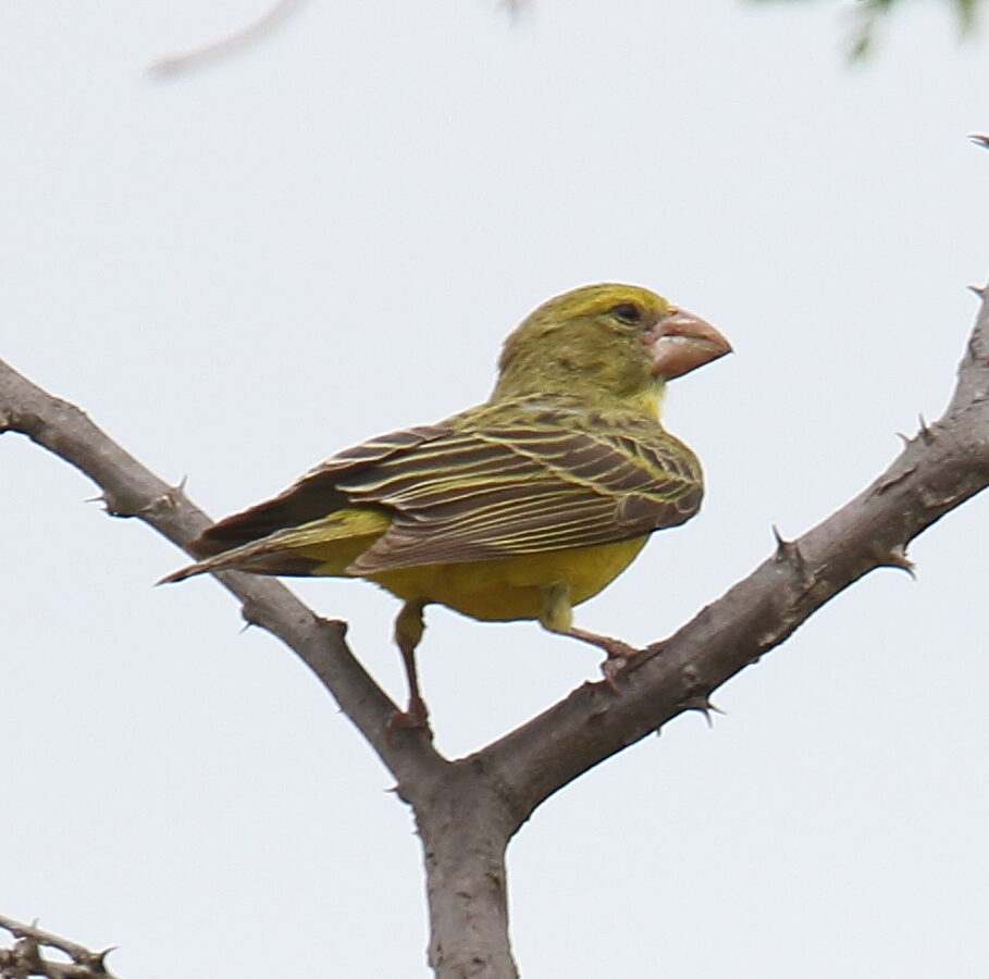 Southern Grosbeak-Canary