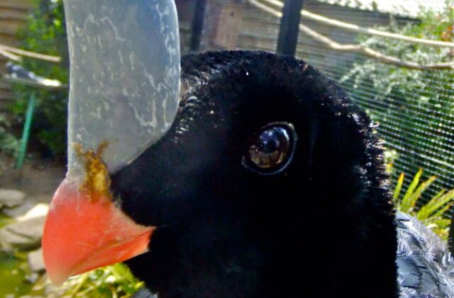 Horned Curassow