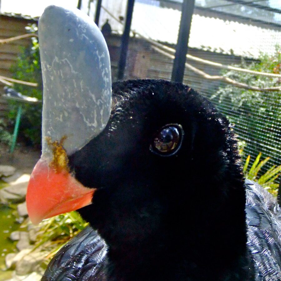 Horned Curassow
