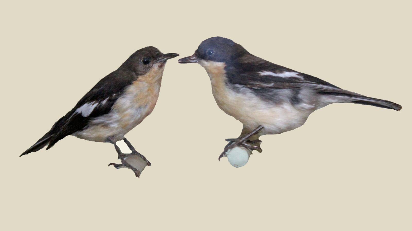 Southern Hyliota