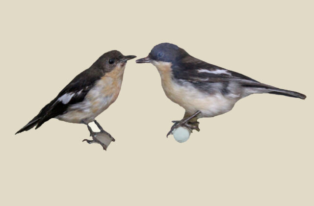 Southern Hyliota