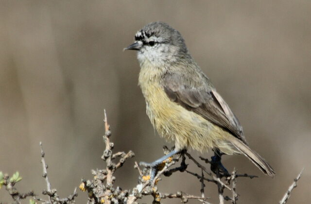 Cape Penduline Tit