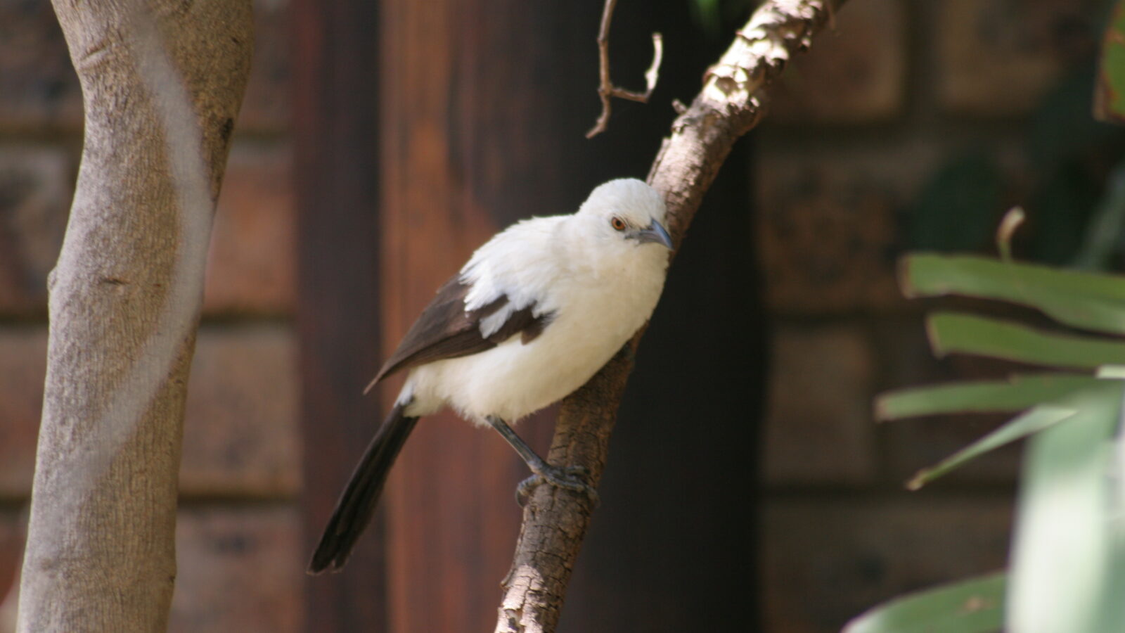 Southern Pied Babbler