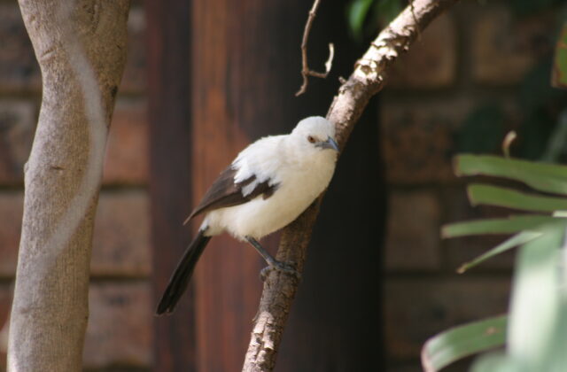 Southern Pied Babbler