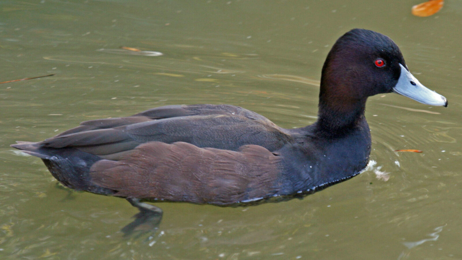 Southern Pochard