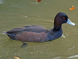 Southern Pochard
