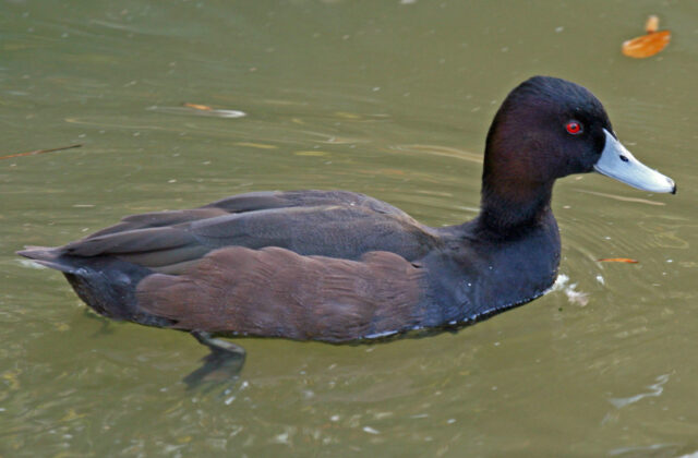 Southern Pochard