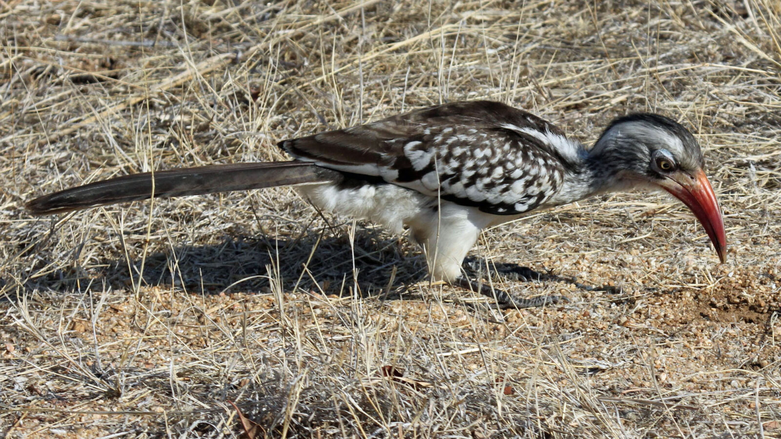 Southern Red-billed Hornbill