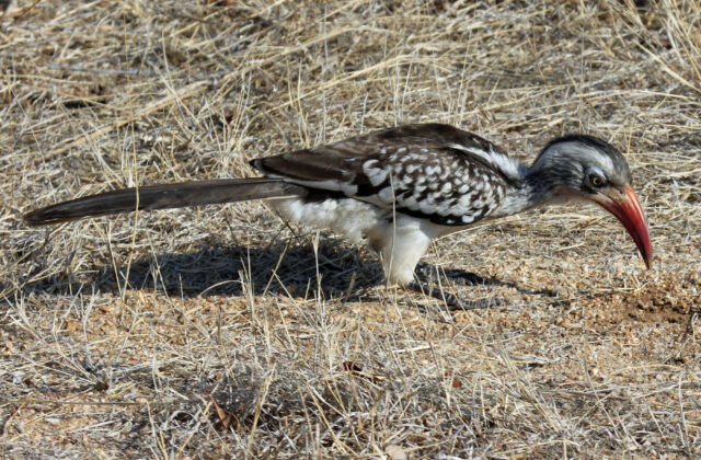Southern Red-billed Hornbill