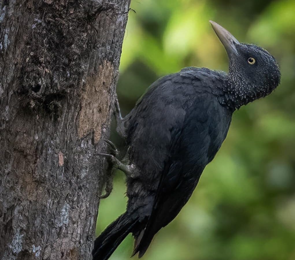 Southern Sooty Woodpecker
