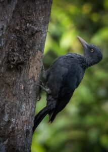 Southern Sooty Woodpecker