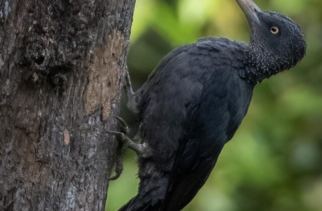 Southern Sooty Woodpecker