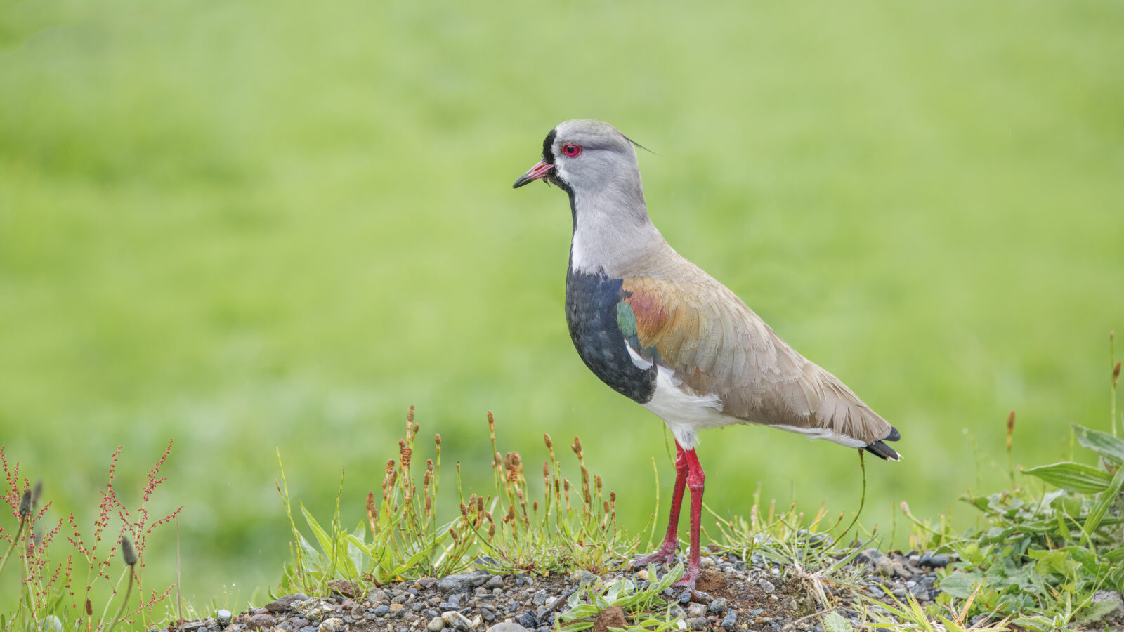 Southern Lapwing