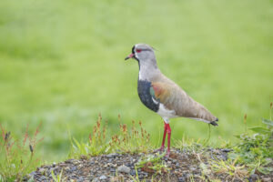 Southern Lapwing