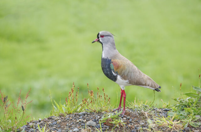 Southern Lapwing