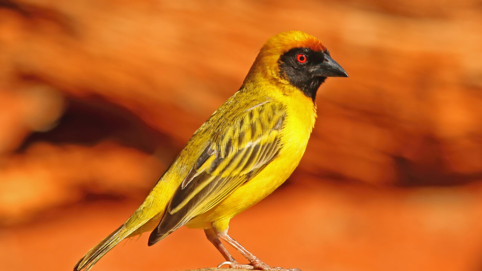 Southern Masked Weaver