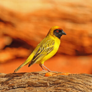 Southern Masked Weaver