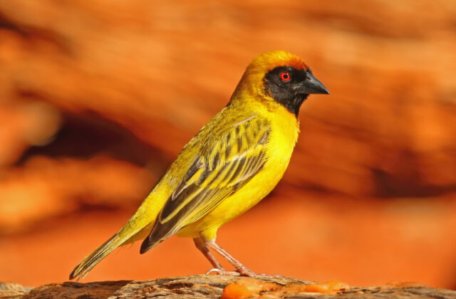 Southern Masked Weaver