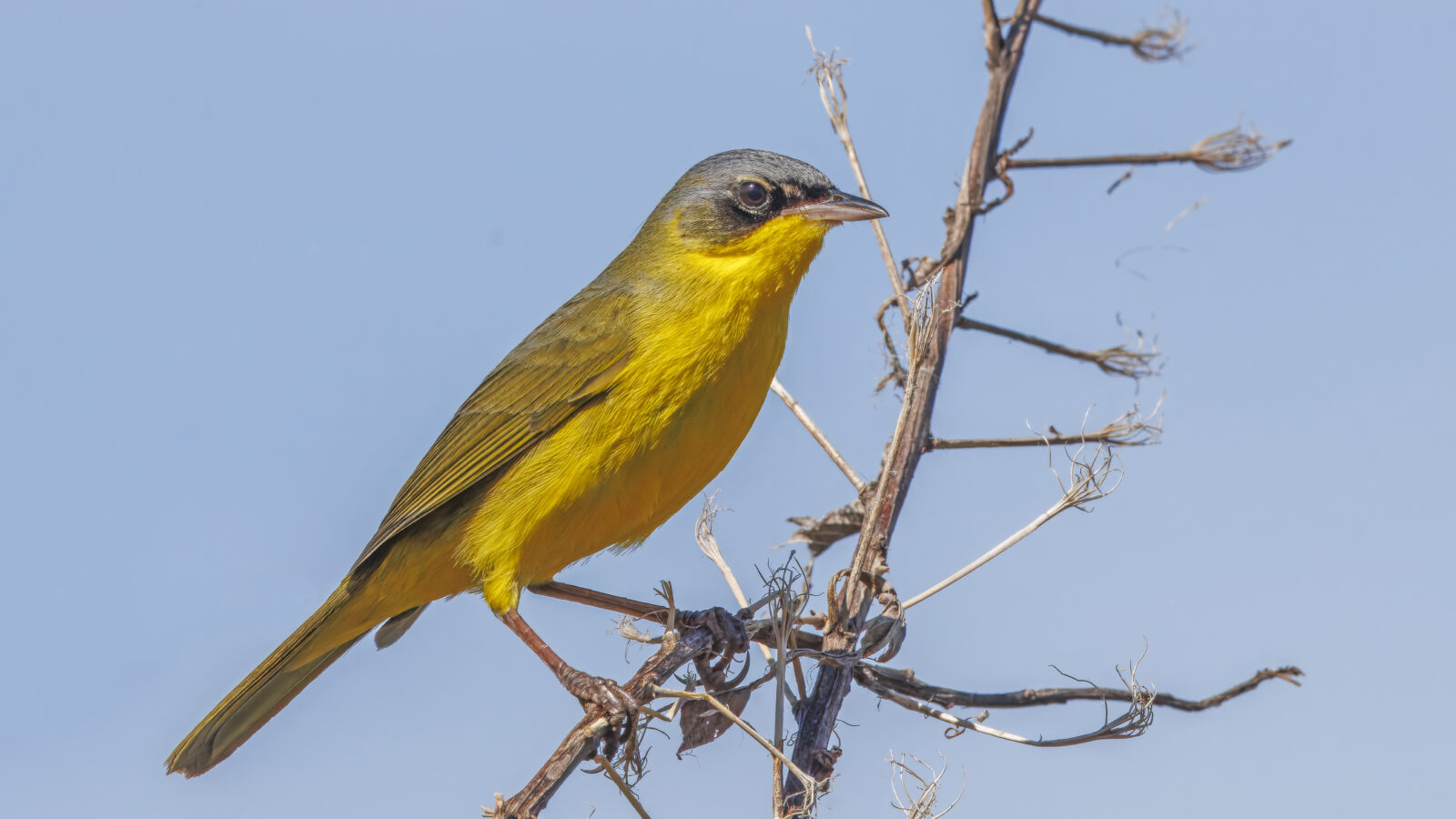 Southern Yellowthroat