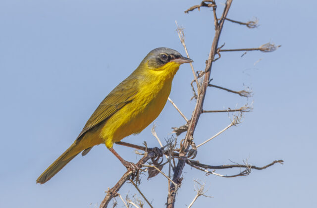 Southern Yellowthroat