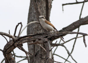 Souza’s Shrike