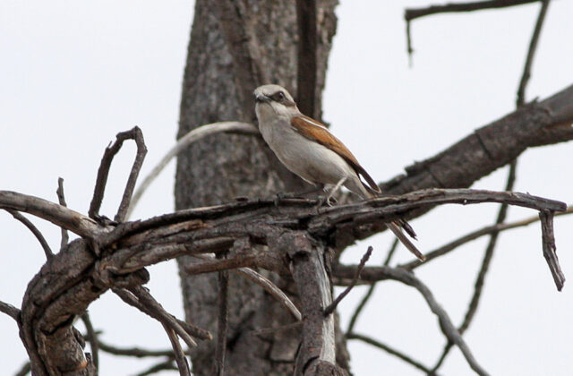Souza’s Shrike