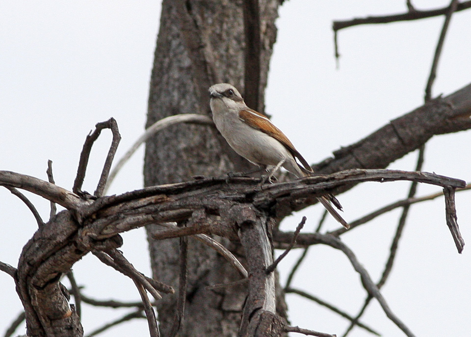 Souza’s Shrike