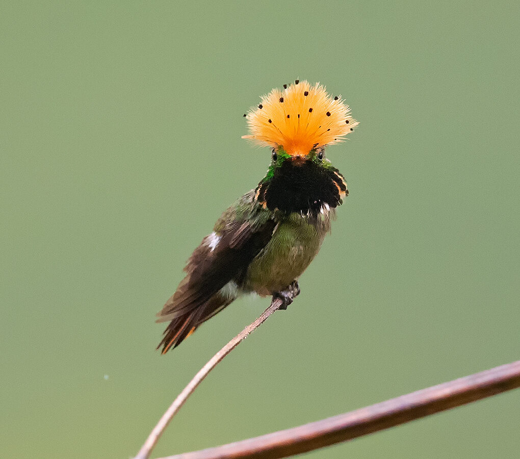 Spangled Coquette