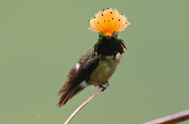 Spangled Coquette