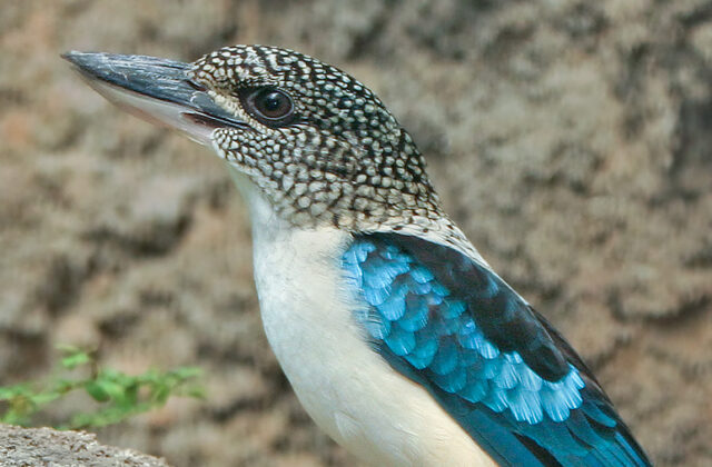 Spangled Kookaburra