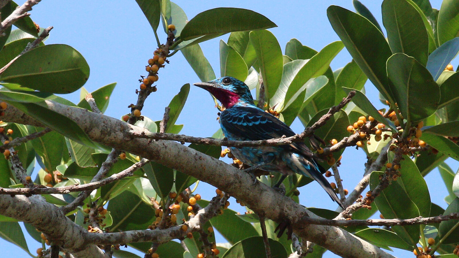Spangled Cotinga